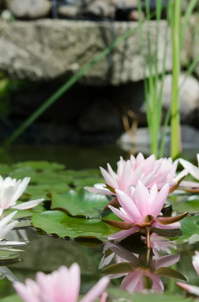 Flor de lótus — Fotografia de Stock