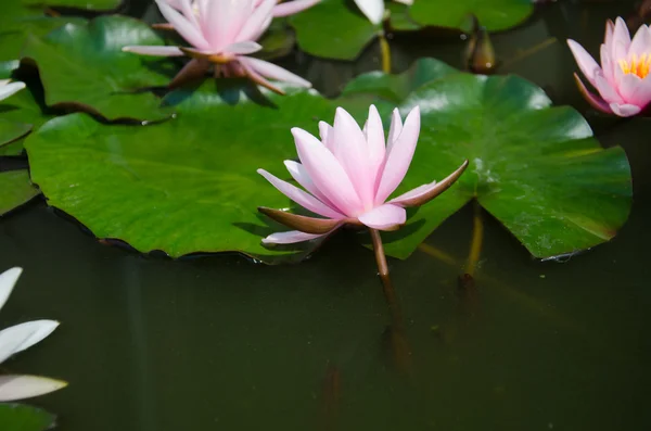 Lotus flower — Stock Photo, Image