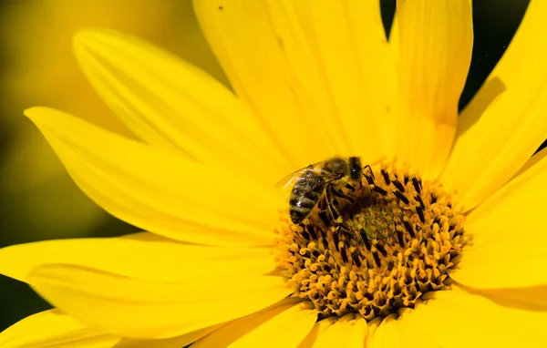 Bij op zonnebloem — Stockfoto