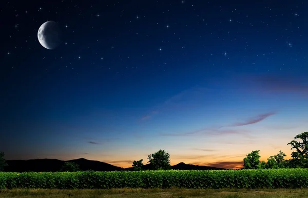 Pola kukurydzy w nocy — Zdjęcie stockowe