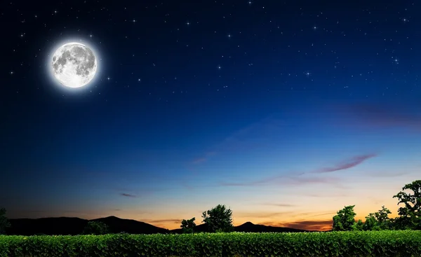 Corn field at night — Stock Photo, Image