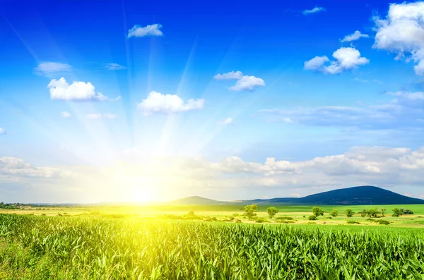 Corn field — Stock Photo, Image