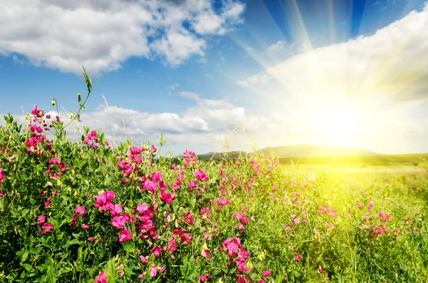 Green field — Stock Photo, Image