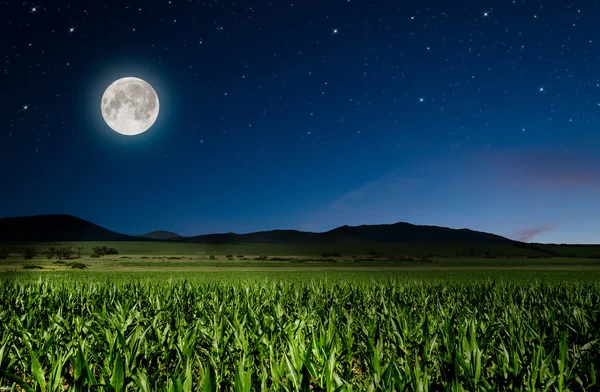 Maisfeld in der Nacht — Stockfoto