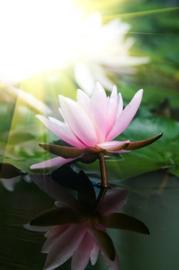 Lotus çiçeği.