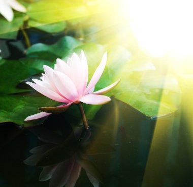Lotus çiçeği.
