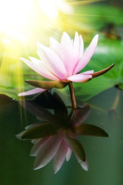 Lotus çiçeği.