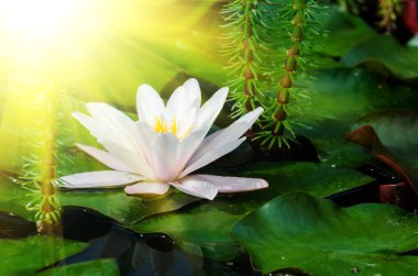 Lotus çiçeği.