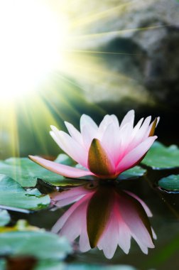 Lotus çiçeği.