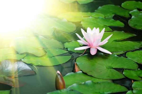 Lotus floare — Fotografie, imagine de stoc