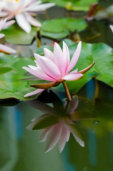 Flor de lótus — Fotografia de Stock