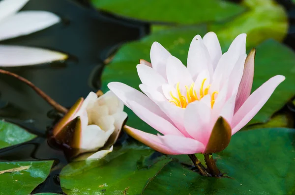 Lotus flower — Stock Photo, Image