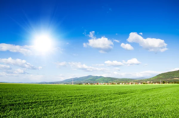 Grüne Wiese — Stockfoto