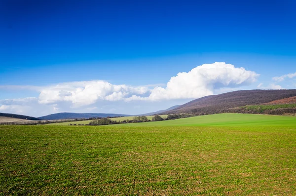 Grüne Wiese — Stockfoto