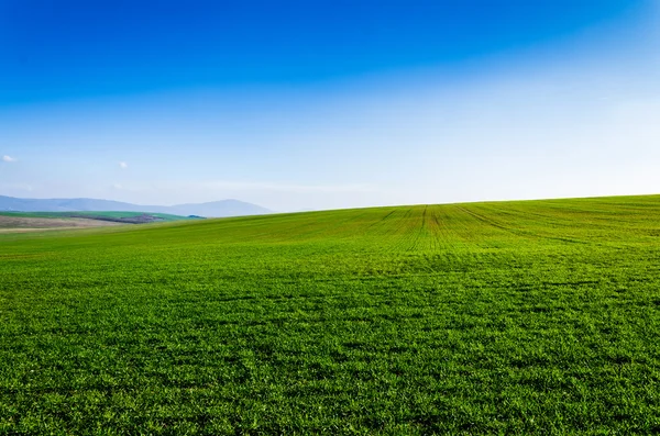 Grüne Wiese — Stockfoto