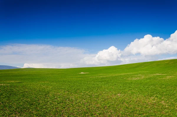 Green field — Stock Photo, Image