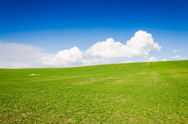 Green field — Stock Photo, Image