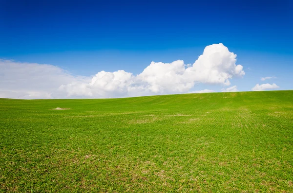 Green field — Stock Photo, Image