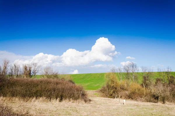 Terreno di grano — Foto Stock