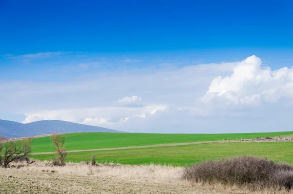 Grüne Wiese — Stockfoto