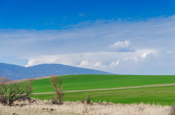 Campo verde — Foto de Stock