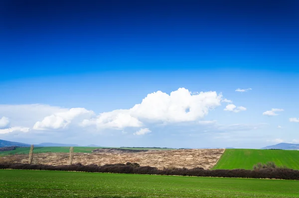 Campo verde — Fotografia de Stock