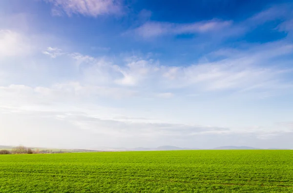 Campo verde — Fotografia de Stock