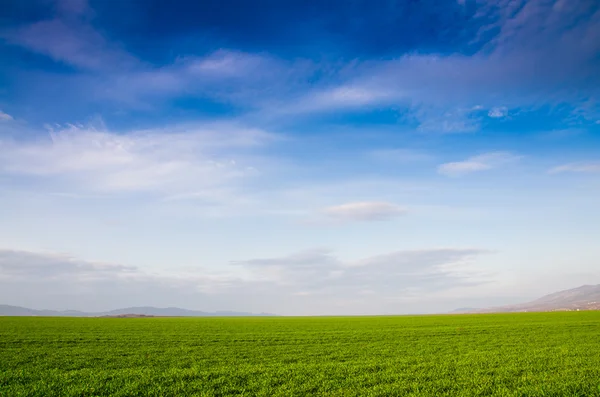 Câmp verde — Fotografie, imagine de stoc