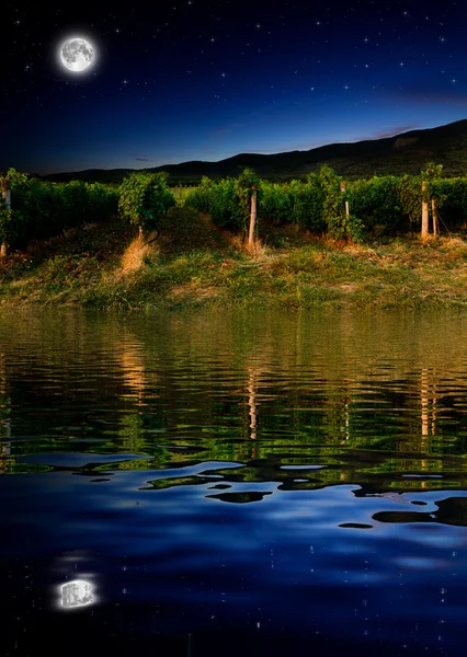 Campo de uvas — Fotografia de Stock