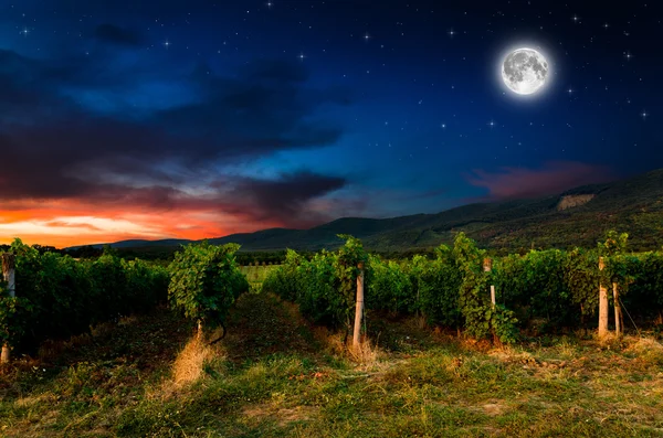 Grape field — Stock Photo, Image