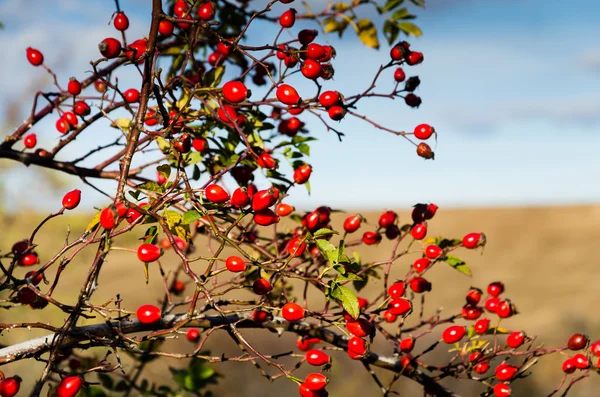 Rose hip en blauwe hemel — Stockfoto