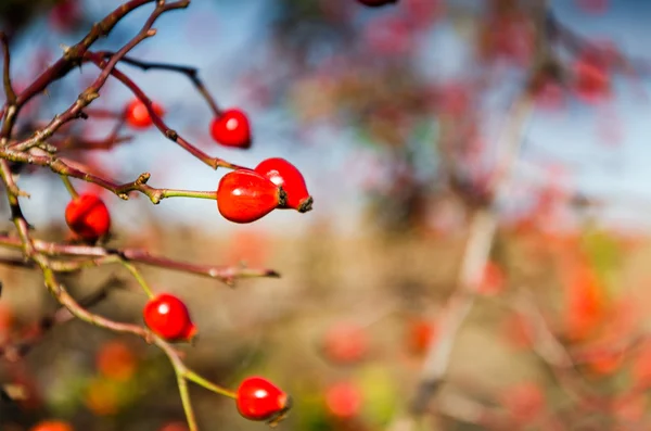 Rose hip en blauwe hemel — Stockfoto