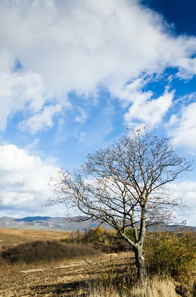 Brown field — Stock Photo, Image