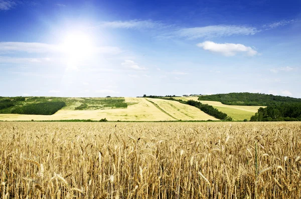 Terreno di grano — Foto Stock