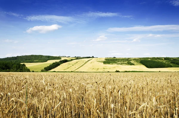 Wheat land — Stock Photo, Image