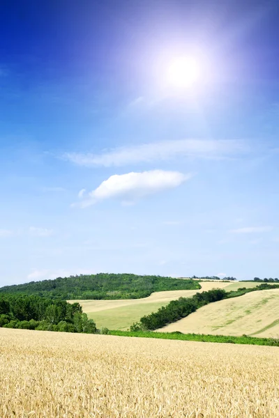 Земля пшеницы — стоковое фото