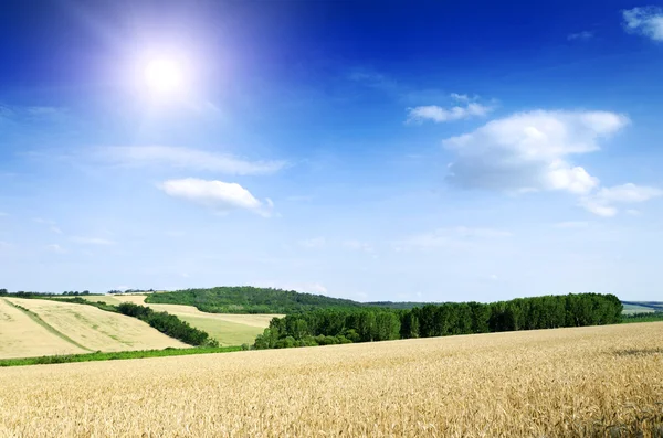 Земля пшеницы — стоковое фото