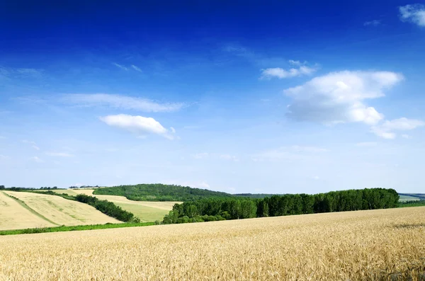 Terreno di grano — Foto Stock