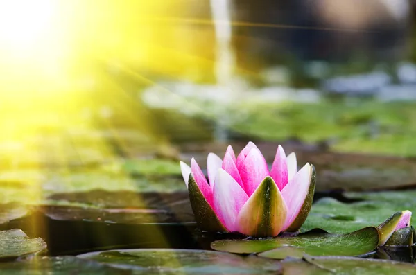 Water lily — Stock Photo, Image