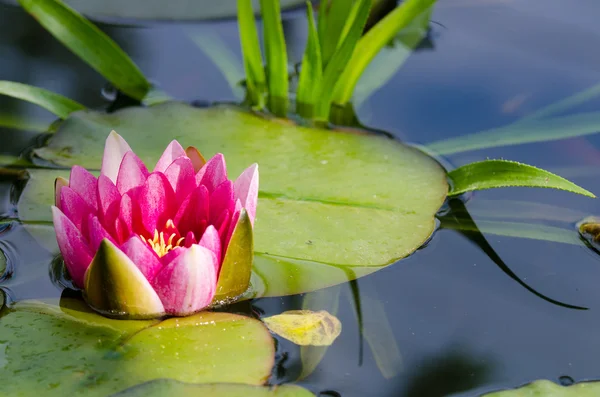 Water lily — Stock Photo, Image