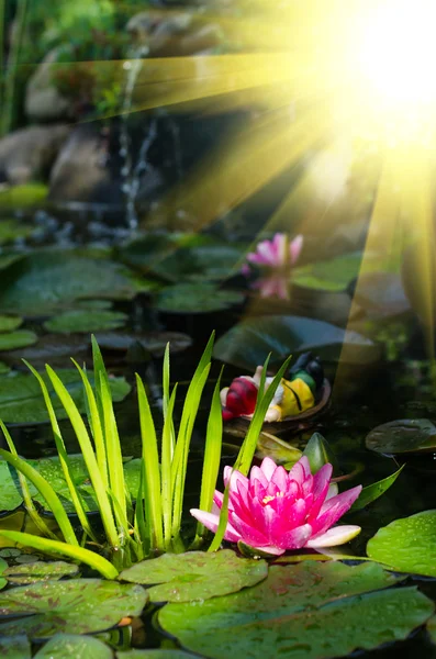 Water lily — Stock Photo, Image