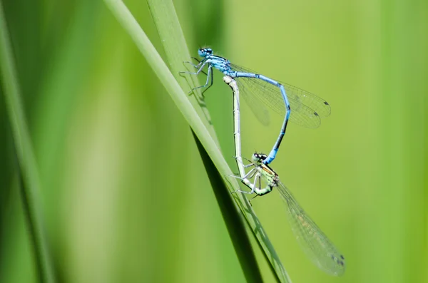 Due libellule — Foto Stock