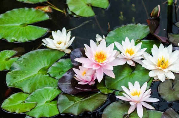 Water lily — Stock Photo, Image