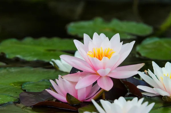 Fiore di loto — Foto Stock