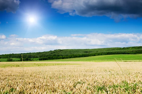 Wheat land — Stock Photo, Image