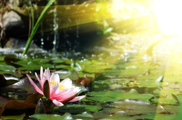 Lotus flower — Stock Photo, Image