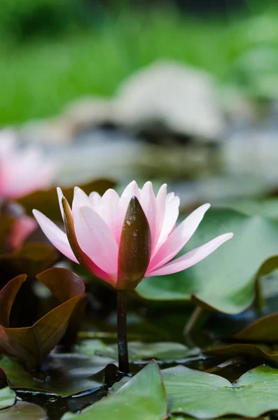 Flor de lótus — Fotografia de Stock