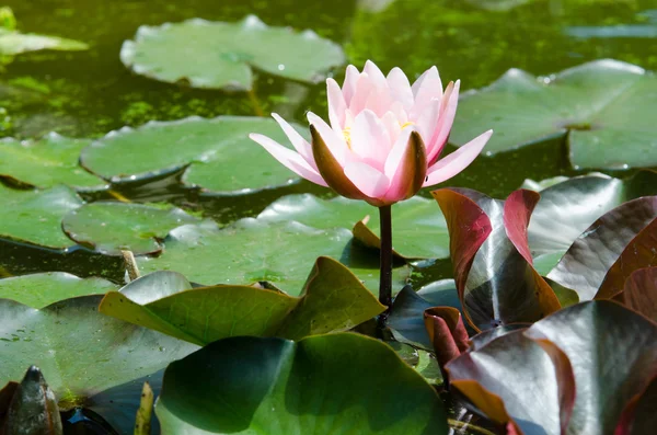 Flor de lótus — Fotografia de Stock