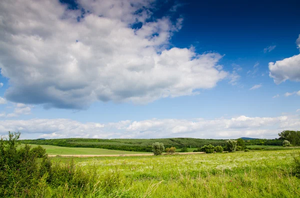 Green field — Stock Photo, Image