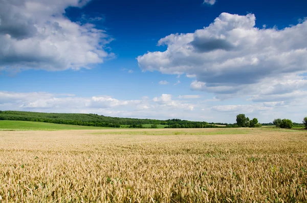 Tierra de trigo — Foto de Stock